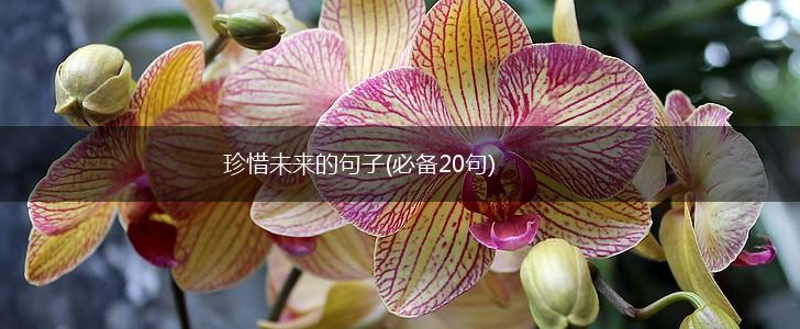 珍惜未来的句子(必备20句),第1张