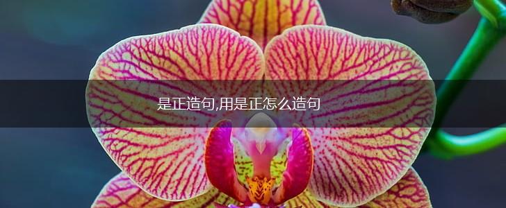 是正造句,用是正怎么造句,第1张 是正造句,用是正怎么造句,第1张