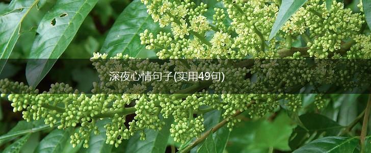 深夜心情句子(实用49句),第1张