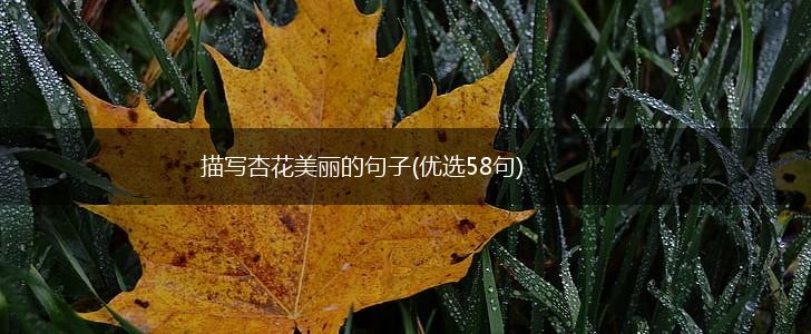 描写杏花美丽的句子(优选58句),第1张