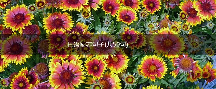 日语励志句子(共50句),第1张