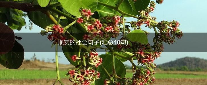 现实的社会句子(汇总40句),第1张