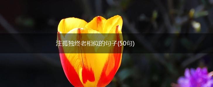 注孤独终老相似的句子(50句),第1张