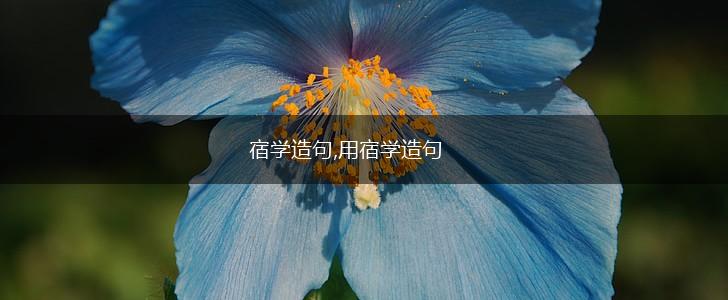 宿学造句,用宿学造句,第1张