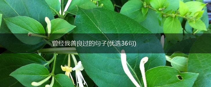 曾经我善良过的句子(优选36句),第1张