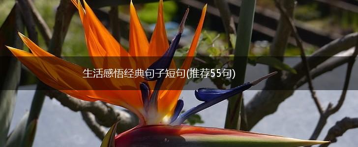 生活感悟经典句子短句(推荐55句),第1张