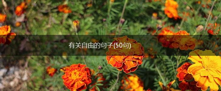 有关自由的句子(50句),第1张