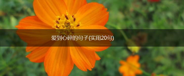 爱到心碎的句子(实用20句),第1张