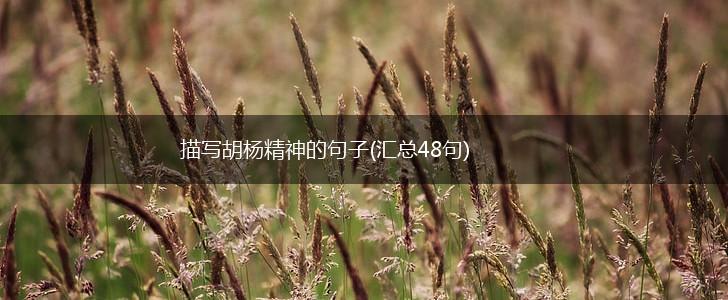 描写胡杨精神的句子(汇总48句),第1张