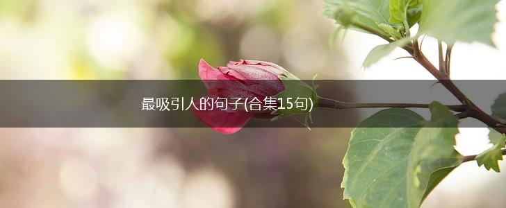 最吸引人的句子(合集15句),第1张