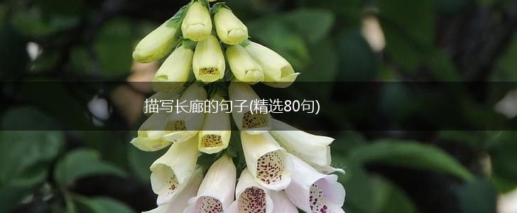 描写长廊的句子(精选80句),第1张