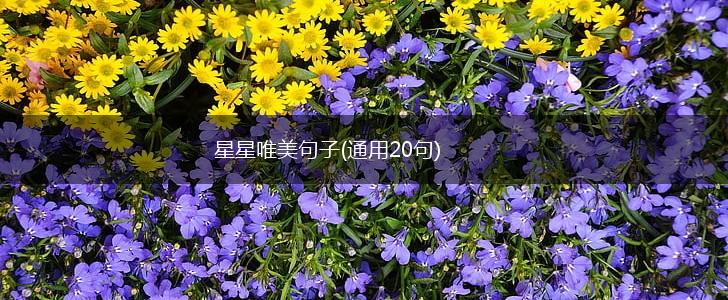 星星唯美句子(通用20句),第1张
