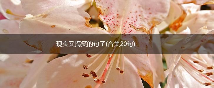 现实又搞笑的句子(合集20句),第1张