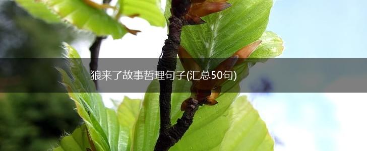 狼来了故事哲理句子(汇总50句),第1张