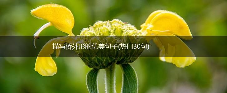 描写桥外形的优美句子(热门30句),第1张