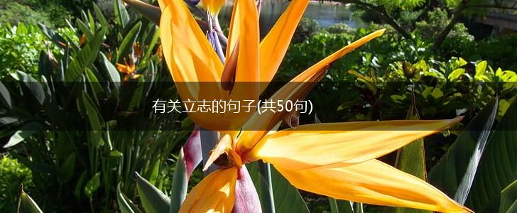 有关立志的句子(共50句),第1张
