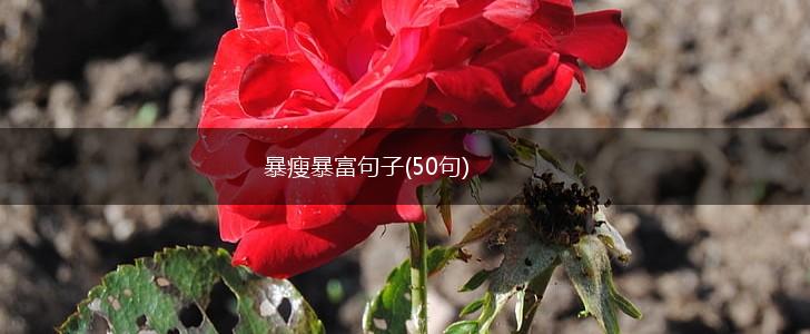 暴瘦暴富句子(50句),第1张