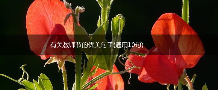 有关教师节的优美句子(通用10句),第1张