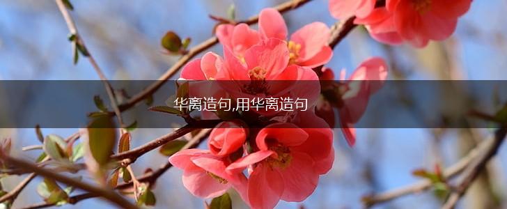 华离造句,用华离造句,第1张 华离造句,用华离造句,第1张