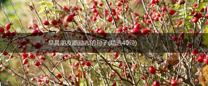 早晨朋友圈励志的句子(精选40句),第1张