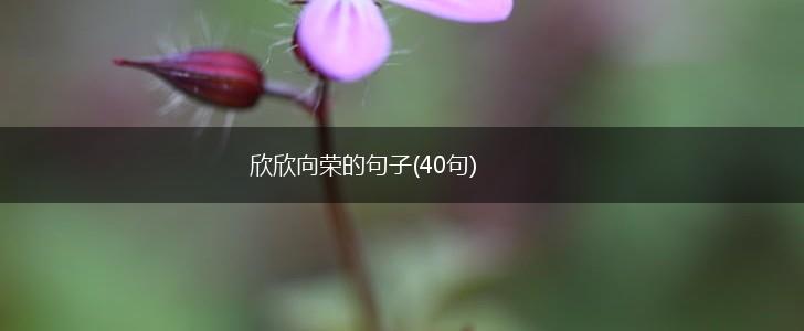 欣欣向荣的句子(40句),第1张