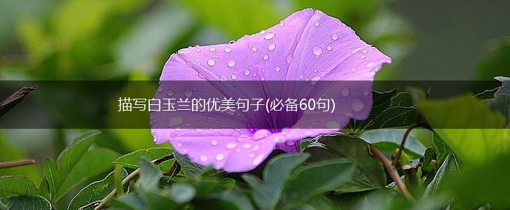 描写白玉兰的优美句子(必备60句),第1张