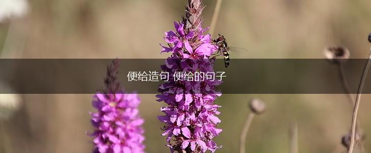 便给造句 便给的句子,第1张 便给造句 便给的句子,第1张