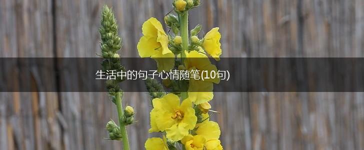 生活中的句子心情随笔(10句),第1张