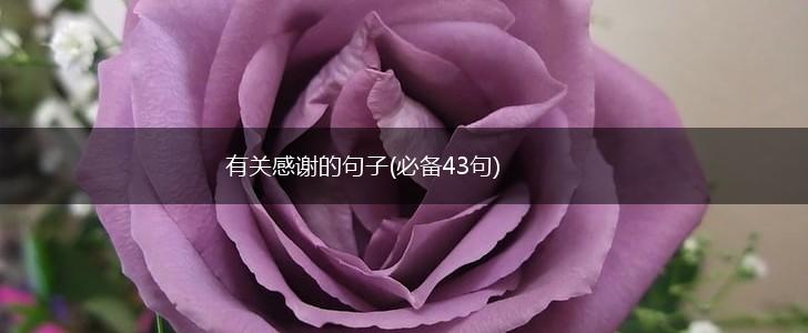 有关感谢的句子(必备43句),第1张