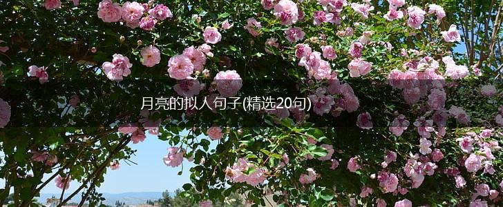 月亮的拟人句子(精选20句),第1张