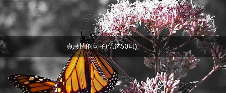 真感情的句子(优选50句),第1张