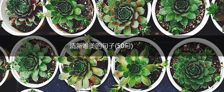 清新唯美的句子(50句),第1张
