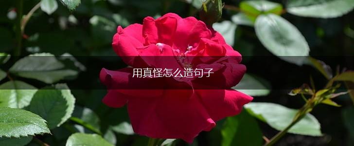用真怪怎么造句子,第1张 用真怪怎么造句子,第1张