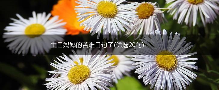 生日妈妈的苦难日句子(优选20句),第1张