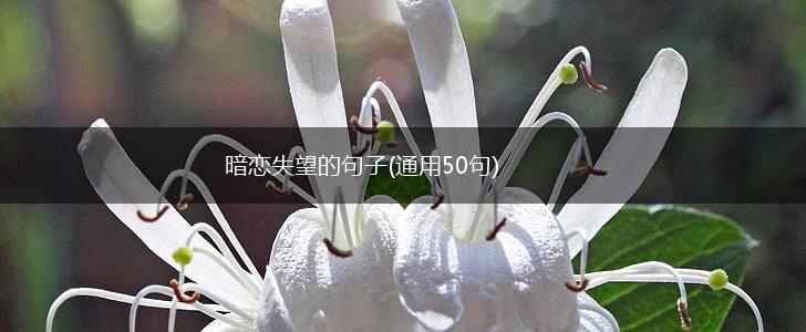 暗恋失望的句子(通用50句),第1张