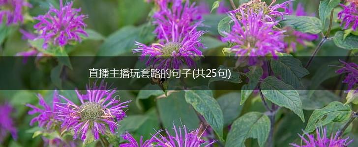 直播主播玩套路的句子(共25句),第1张