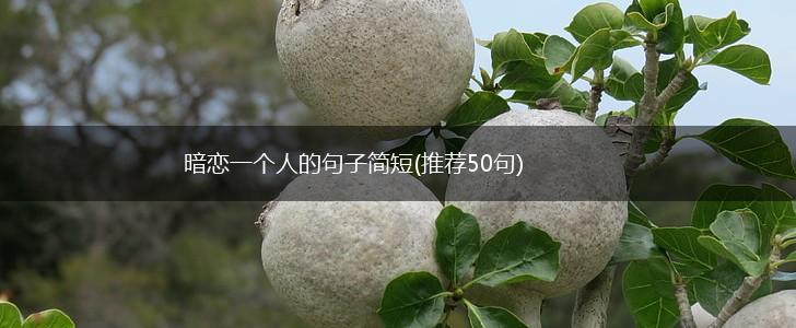 暗恋一个人的句子简短(推荐50句),第1张