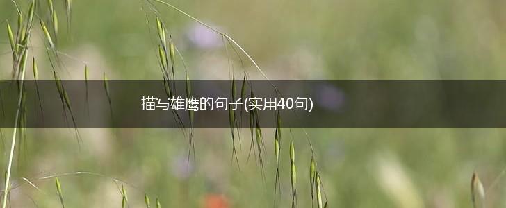 描写雄鹰的句子(实用40句),第1张