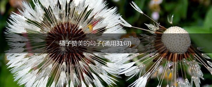 橘子赞美的句子(通用31句),第1张