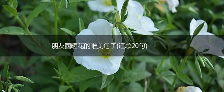 朋友圈晒花的唯美句子(汇总20句),第1张