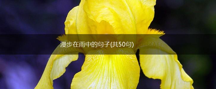漫步在雨中的句子(共50句),第1张