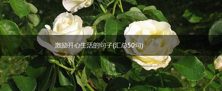 激励开心生活的句子(汇总50句),第1张