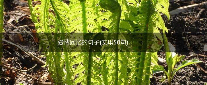 爱情回忆的句子(实用50句),第1张
