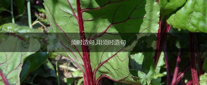 须时造句,用须时造句,第1张 须时造句,用须时造句,第1张