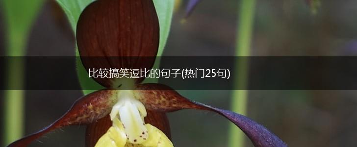 比较搞笑逗比的句子(热门25句),第1张