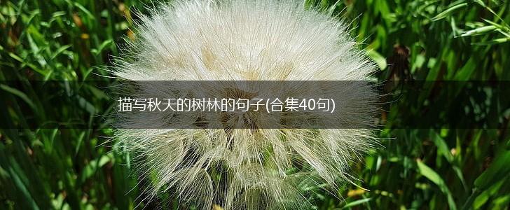 描写秋天的树林的句子(合集40句),第1张
