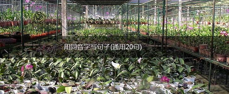 用同音字写句子(通用20句),第1张