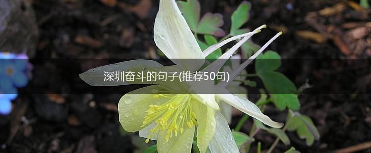 深圳奋斗的句子(推荐50句),第1张