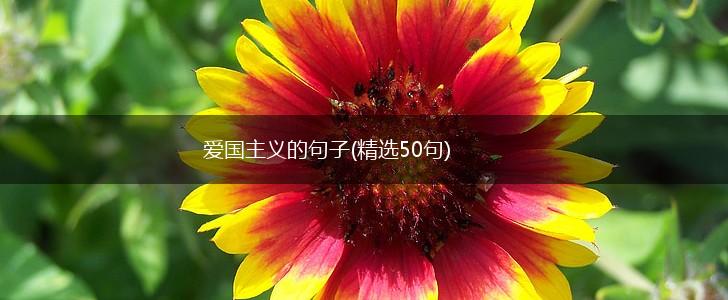 爱国主义的句子(精选50句),第1张