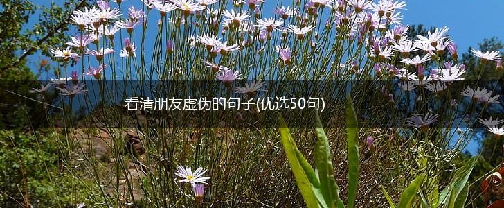 看清朋友虚伪的句子(优选50句),第1张